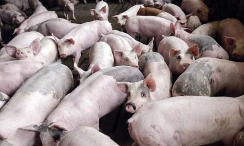 More hogs, fewer hog farmers in Iowa