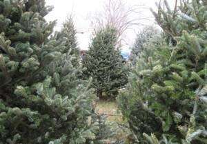 Christmas tree farms to choose from in 2022