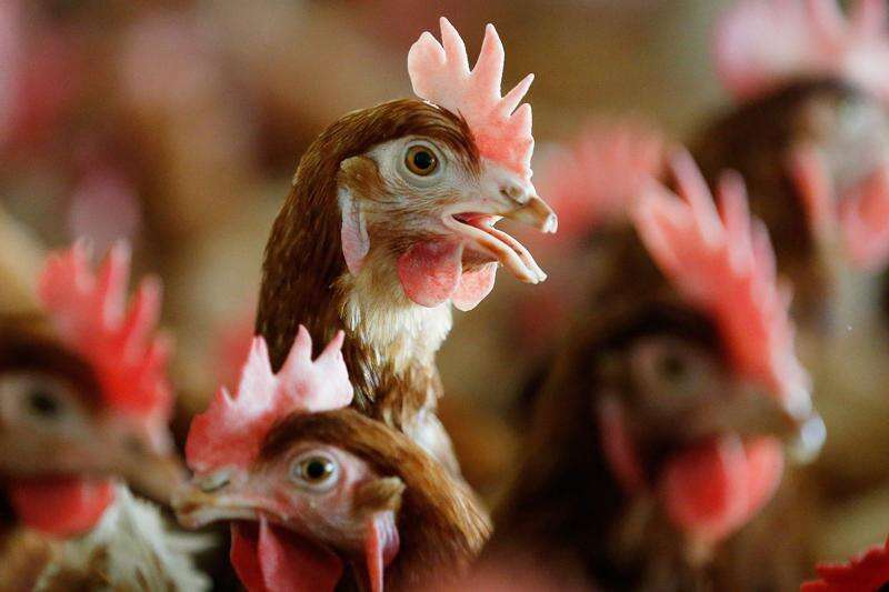 The cage-free hen movement has reached a tipping point in consumer preferences