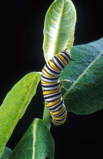 Consortium tries to save the monarch butterfly