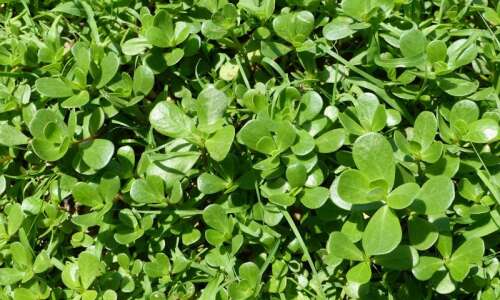 Nature’s Notes: Purslane is truly a delicious weed