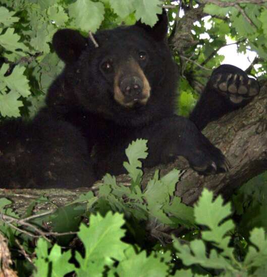 Is it time to consider Iowa as bear habitat?