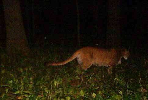 Hunters find dead cougar in Iowa with snare around neck