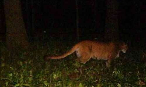 Hunters find dead cougar in Iowa with snare around neck