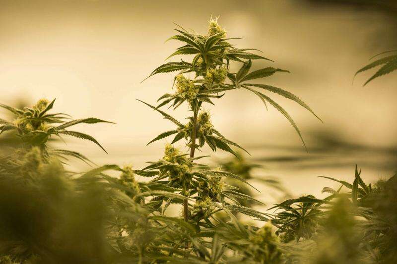 Eastern Iowa cities embrace medical marijuana