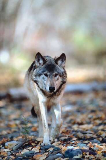 Wolf found in Iowa