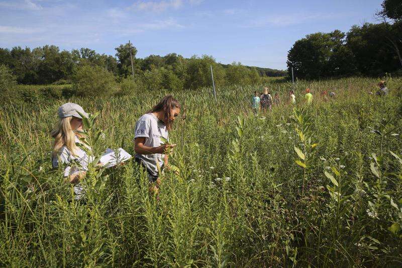 To protect monarch butterflies, Cornell students collaborate on milkweed research