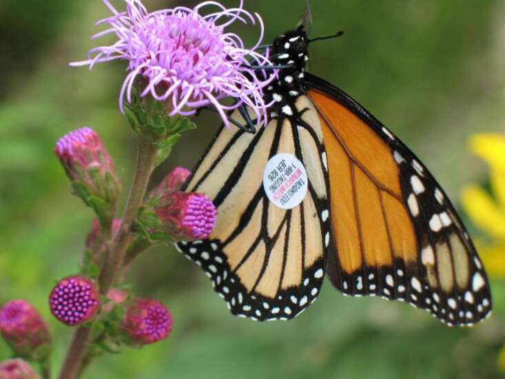 Butterfly raised in Cedar Rapids makes it to Mexico