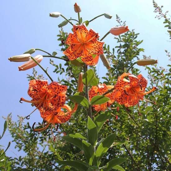 The Iowa Gardener: Friend or foe? When it comes to tiger lilies, it depends