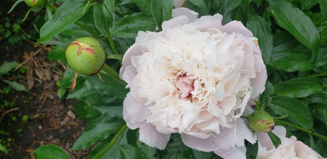 Show stopping peonies