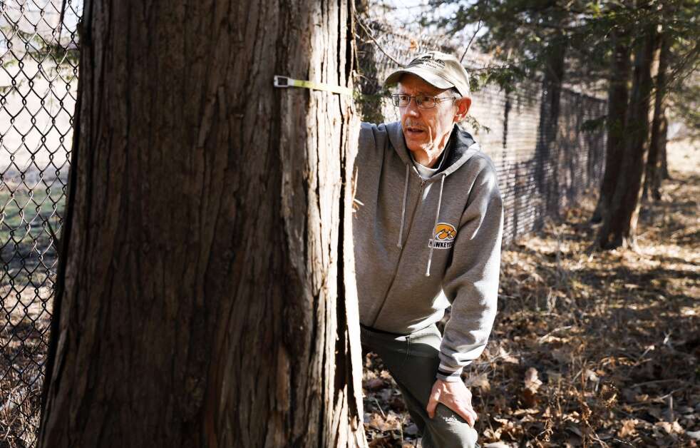 Iowa big tree hunter Mark Rouw takes measurements of the an Atlantic white cedar tree March 16 on the grounds at Brucemore in southeast Cedar Rapids. (Jim Slosiarek/The Gazette)