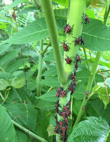 Polka-dotted and damaging: New invasive insect spotted in Iowa