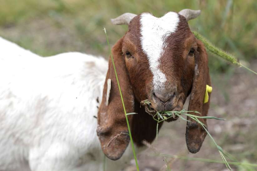 Goats clearing the way for restoration planting in Brucemore’s timber