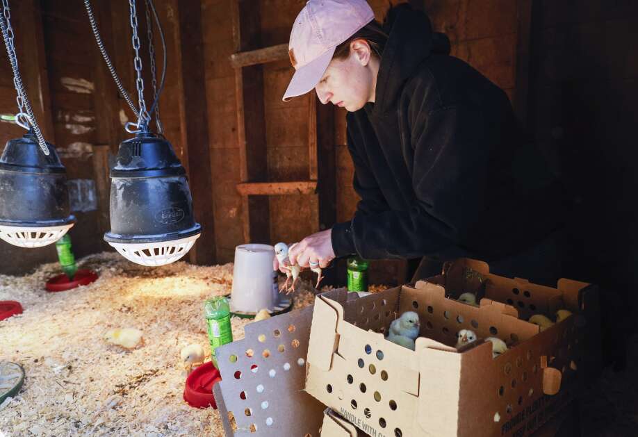 Anna Hankins-Pesek move chicks into a pen as she and her partner, Shae Pesek, get a shipment of baby chickens and Pekin ducks settled on their farm in rural Delawawre County. They own and operate Over the Moon Farm & Flowers, a CSA that sells flowers and meat directly to consumers. (Jim Slosiarek/The Gazette)