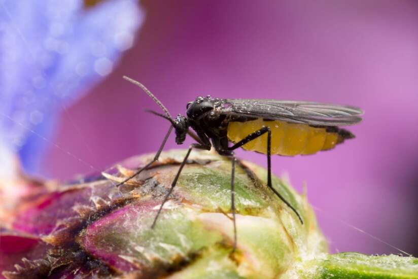 How to manage gnats on houseplants