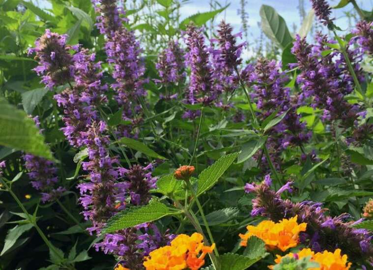 Hummingbird mints add color and excitement to the garden