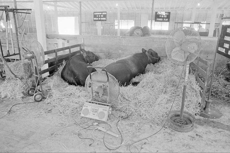 Time Machine: All-Iowa Fair attracted thousands to Hawkeye Downs in 1950s