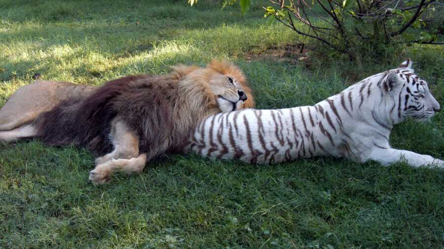 Lion Cameron and white tiger