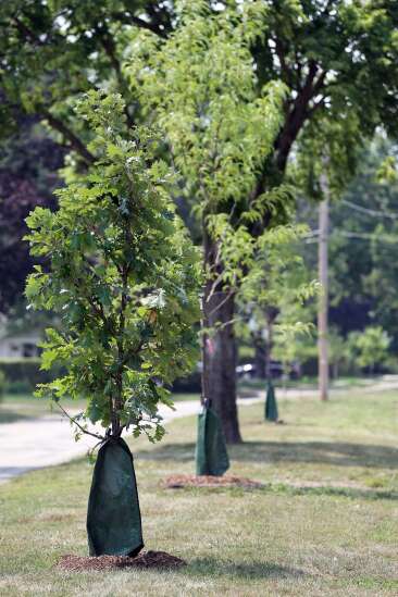 Tree inventory helps Cedar Rapids know which trees to replant