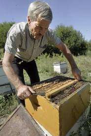 Multiple causes suspected in decline of Iowa bees