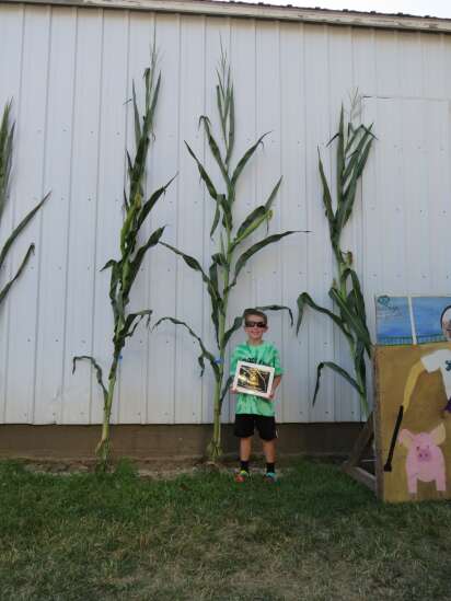 Fair features slightly shorter tall corn this year