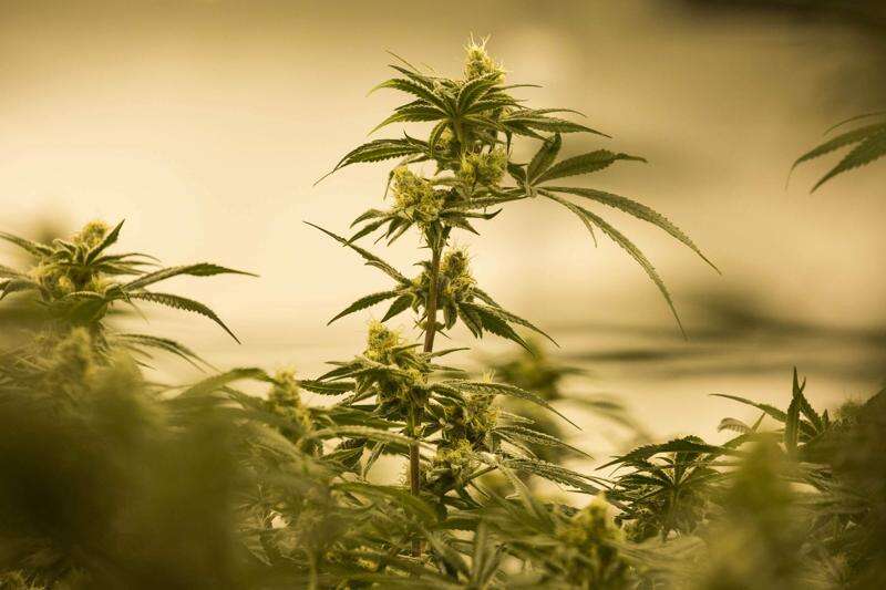 Cedar Rapids to be site of medical marijuana manufacturing facility