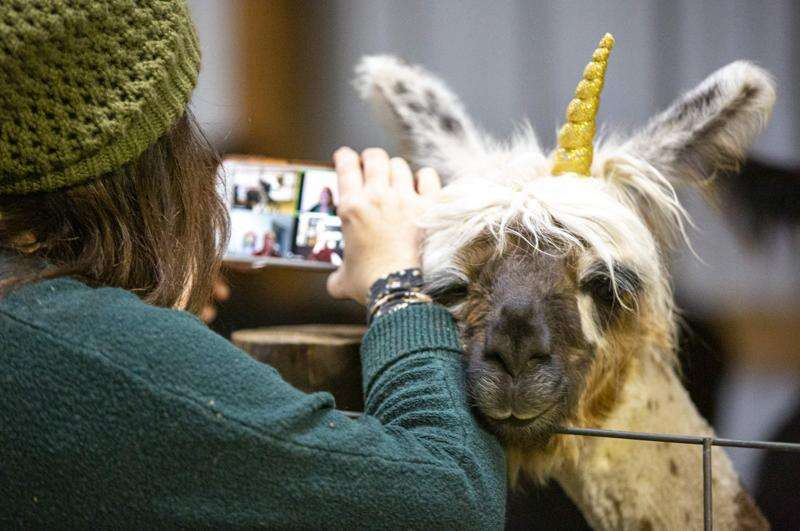 Llama Zoomies: Invite a llama to liven up your next Zoom with help from an Iowa farm