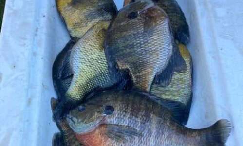 Bluegills have plenty to offer on fishing outing