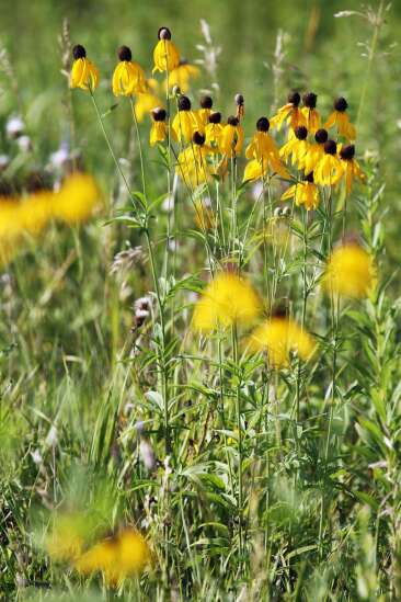 Rebuilding Iowa's Prairie: Oxford Junction Wildlife Area is new space for conservation, habitat