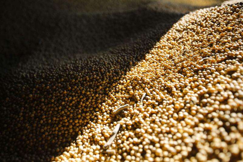 With soybean prices low, Iowa farmers plan to store more through the winter