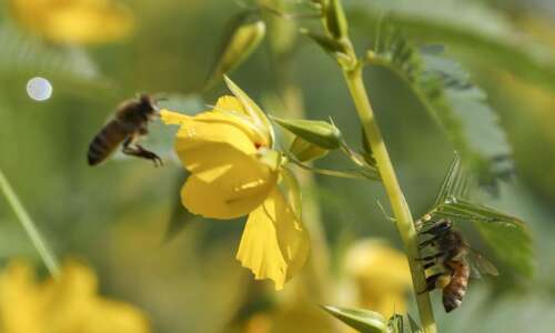 Meet the pollinators waking up for spring
