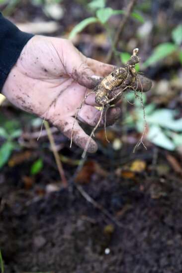 Iowa’s ginseng diggers are ‘hush-hush’ about their hobby