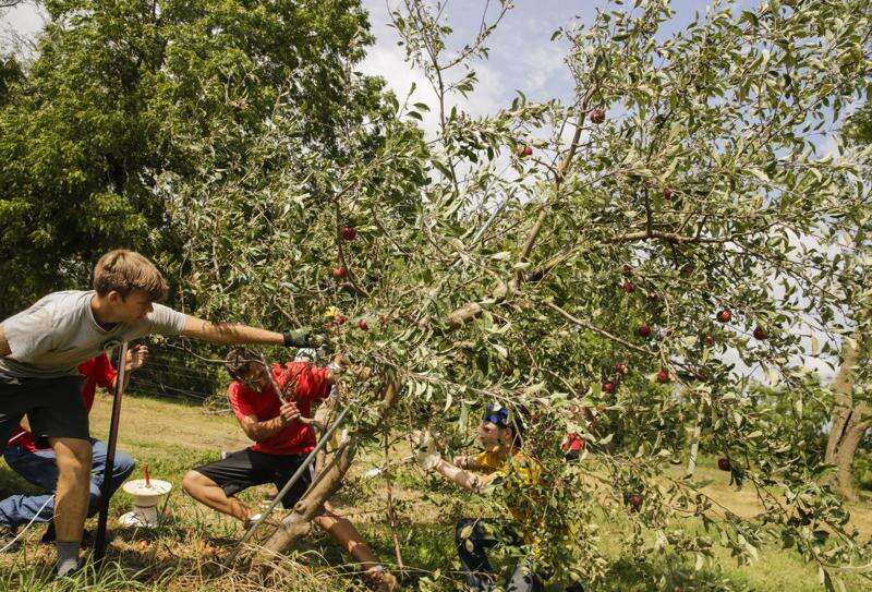 Marion orchard loses more than 800 trees in derecho
