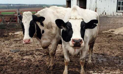 Iowa cows: From udders to grocery stores
