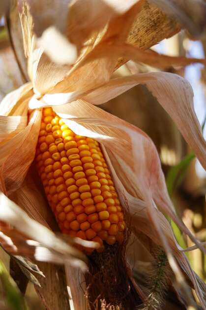 A stunted ear of corn is seen as plants dry in the sun and wind on farm land north of The Eastern Iowa Airport in southwest Cedar Rapids, Iowa, Thursday, October 5, 2023. According to a U.S. Drought Monitor report, more than three-fourths of Linn County is now in the most severe drought condition- exceptional drought. This is the driest the county has been in the history of the U.S. Drought Monitor, which began in 2000. This is also the first year there has been exceptional drought in Eastern Iowa at all. (Jim Slosiarek/The Gazette)