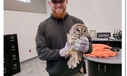 Washington police rescue injured owl