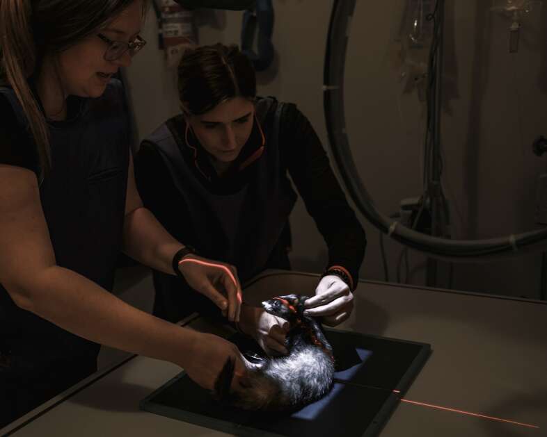 Vet techs Cierra Thompson (left) and Ashley Steele prepare to X-ray a ferret March 24 at the Heartland Animal Hospital in Fairfax. (Nick Rohlman/The Gazette)