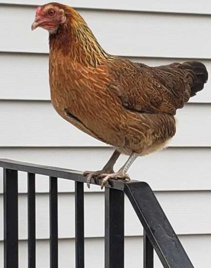 Woman’s pet chicken goes missing