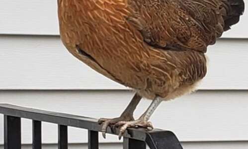 Woman’s pet chicken goes missing