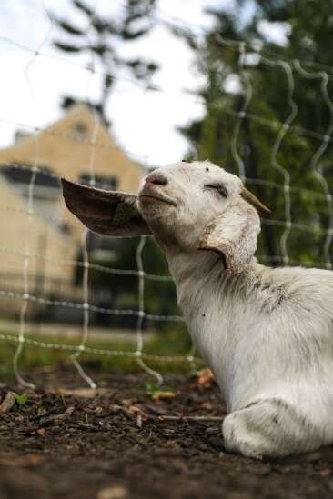 Cedar Rapids explores using goats to clear areas of city parks