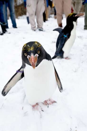 Feathered, fast and fancy: Meet 5 kinds of penguins