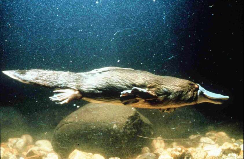 These animals’ webbed feet, hairy legs and tails make them masters of the water