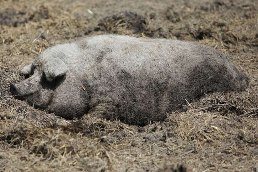 Unusual pigs raised in Columbus Junction bring unmatched flavor