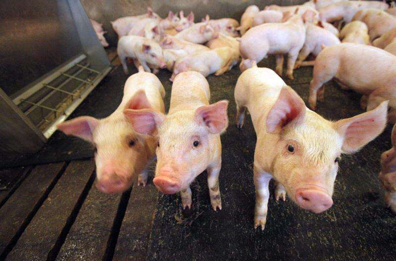 Global meat output to fall as swine flu ravages China pig farms