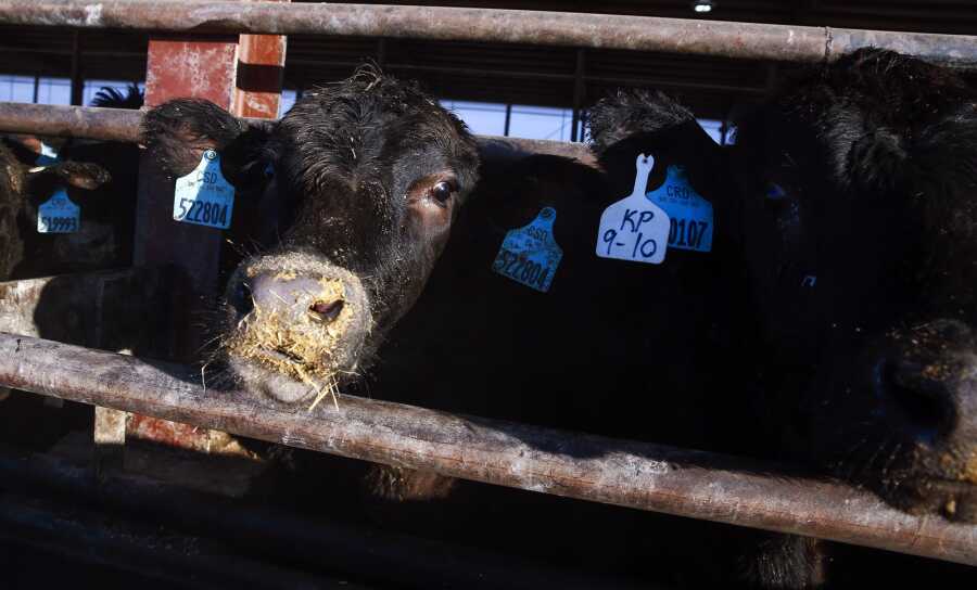 Cattle chew feed Feb. 1
