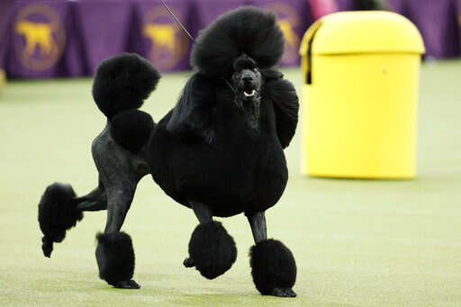 Poodles pop in popularity, but Labs still No. 1 US dog breed