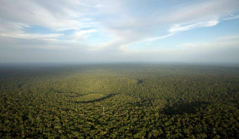 Ancient human tree cultivation shaped Amazon landscape