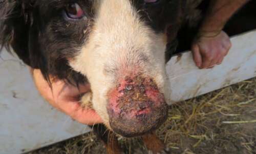 Iowa dog breeder’s ‘shocking cruelty’ leads to license ban