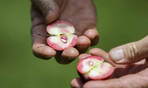 Historic apple orchards at Seed Savers Exchange keep heirloom varieties…