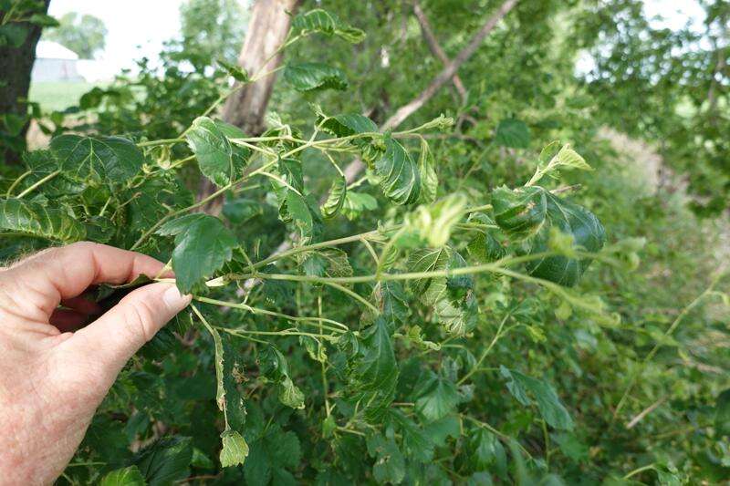 Dicamba damage in Iowa ‘most extensive’ in decades